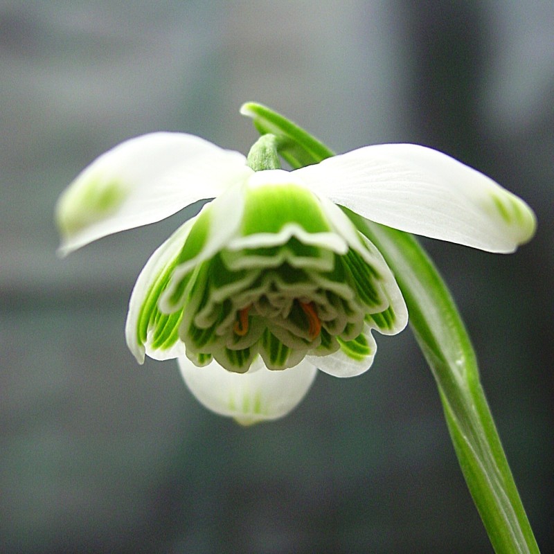 Galanthus 'Hippolyta' Galanthus 'Hippolyta'