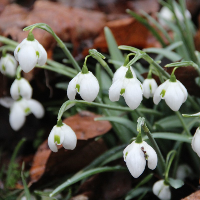 Galanthus 'Hippolyta' Galanthus 'Hippolyta'