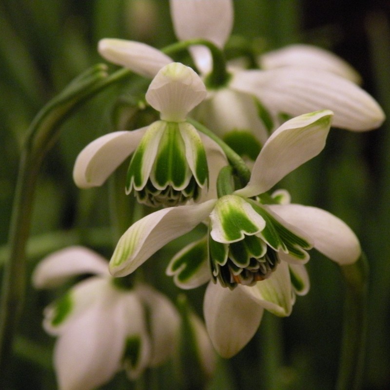Galanthus 'Hippolyta' Galanthus 'Hippolyta'