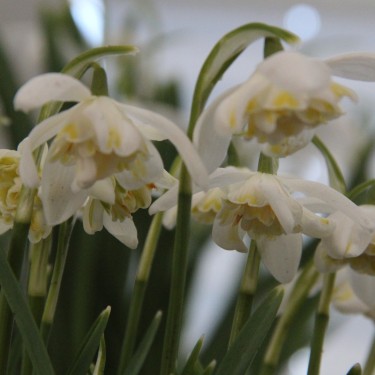 Galanthus 'Lady Elphinstone'