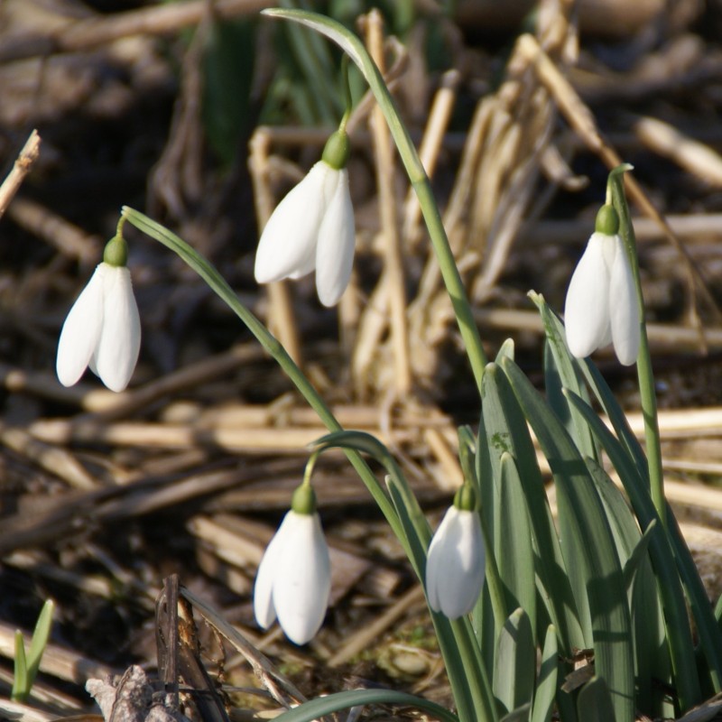 Galanthus 'Maximus' Galanthus 'Maximus'