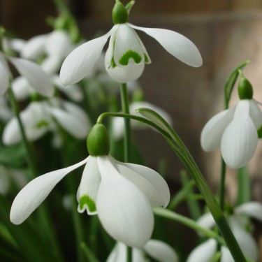 Galanthus 'S. Arnott' Galanthus 'S. Arnott'