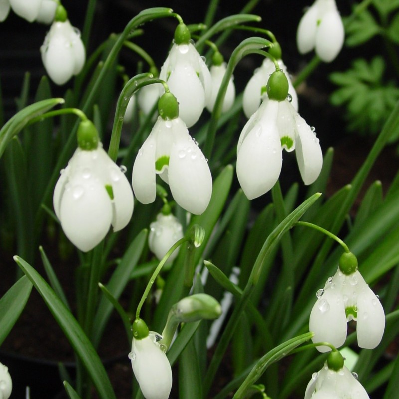 Galanthus 'S. Arnott' Galanthus 'S. Arnott'