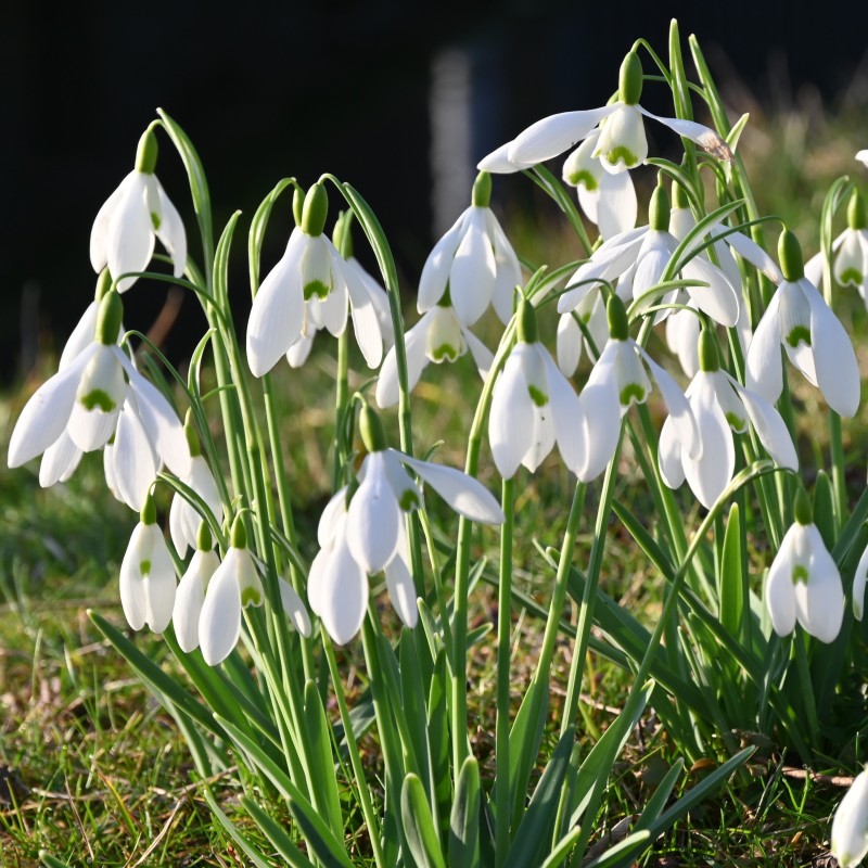 Galanthus 'S. Arnott' Galanthus 'S. Arnott'