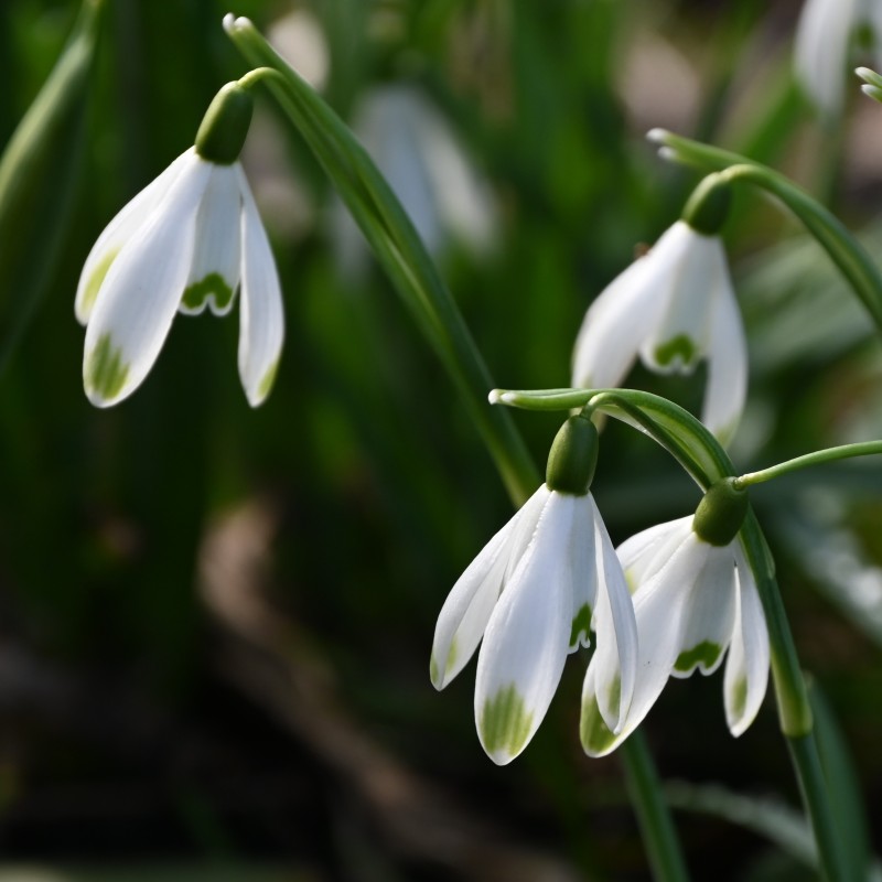 Galanthus 'Viridapice' Galanthus 'Viridapice'