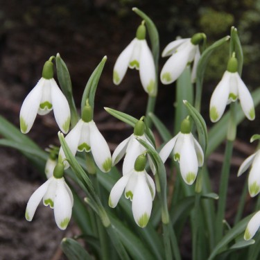 Galanthus 'Viridapice'