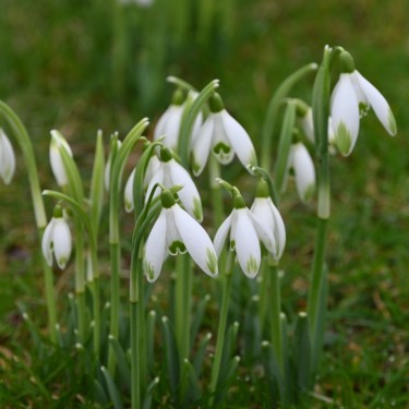 Galanthus 'Viridapice' Galanthus 'Viridapice'