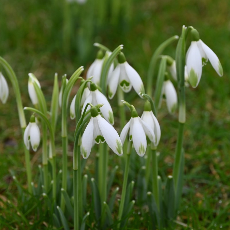 Galanthus 'Viridapice' Galanthus 'Viridapice'