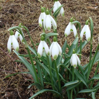 Galanthus 'Viridapice' Galanthus 'Viridapice'