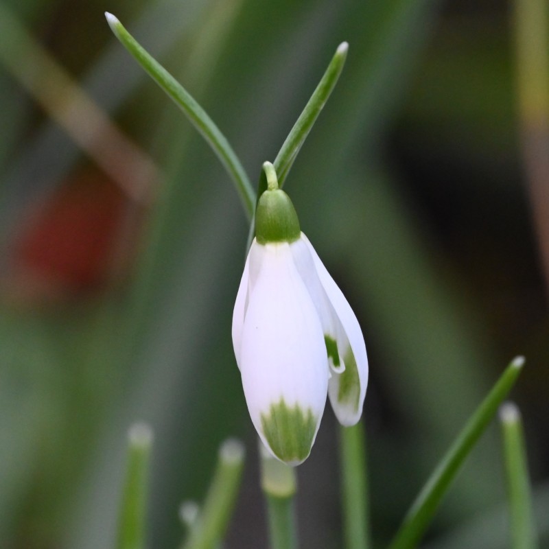 Galanthus 'Warei' (Green Group) Galanthus 'Warei' (Green Group)