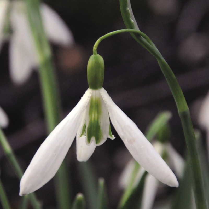 Galanthus 'Wasp' Galanthus 'Wasp'