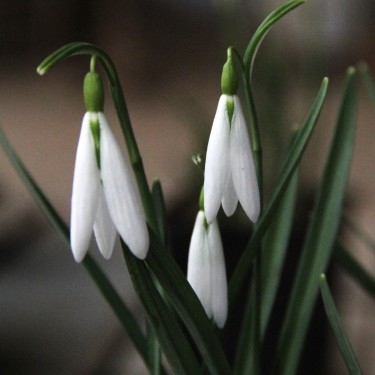 Galanthus 'Wasp' Galanthus 'Wasp'