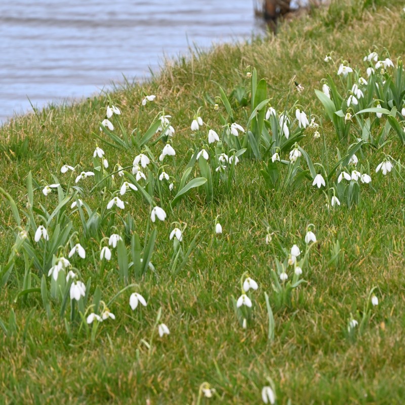 Galanthus elwesii var. elwesii Galanthus elwesii var. elwesii