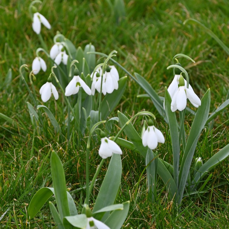 Galanthus elwesii var. elwesii Galanthus elwesii var. elwesii