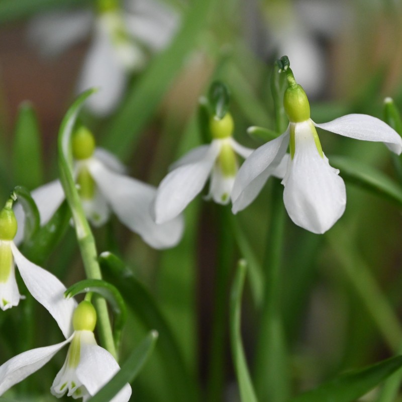 Galanthus gracilis Galanthus gracilis