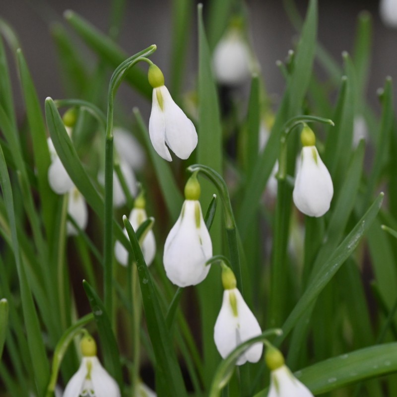Galanthus gracilis Galanthus gracilis