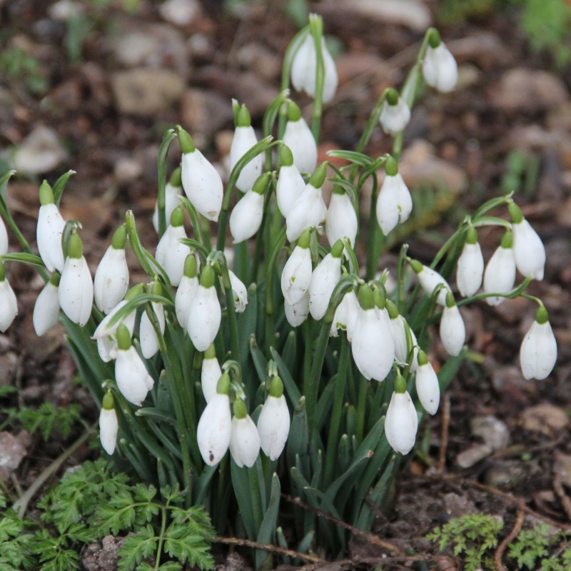Galanthus nivalis Galanthus nivalis