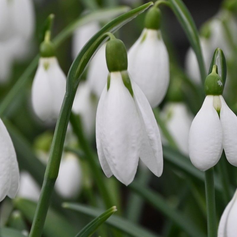 Galanthus plicatus Galanthus plicatus