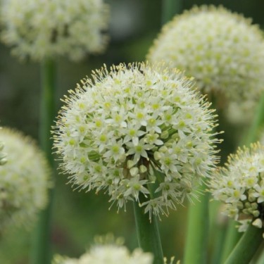 Allium pskemense