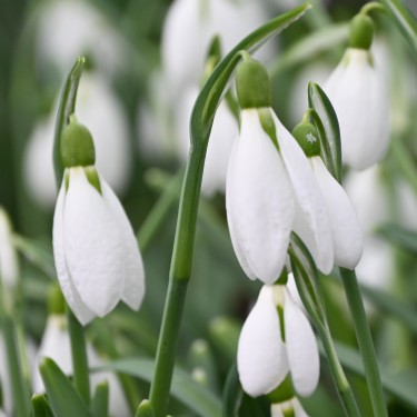Galanthus plicatus Galanthus plicatus
