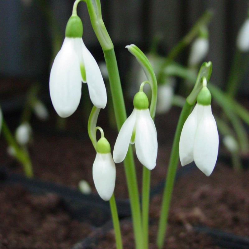 Galanthus reginae-olgae Galanthus reginae-olgae