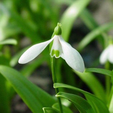 Galanthus woronowii Galanthus woronowii
