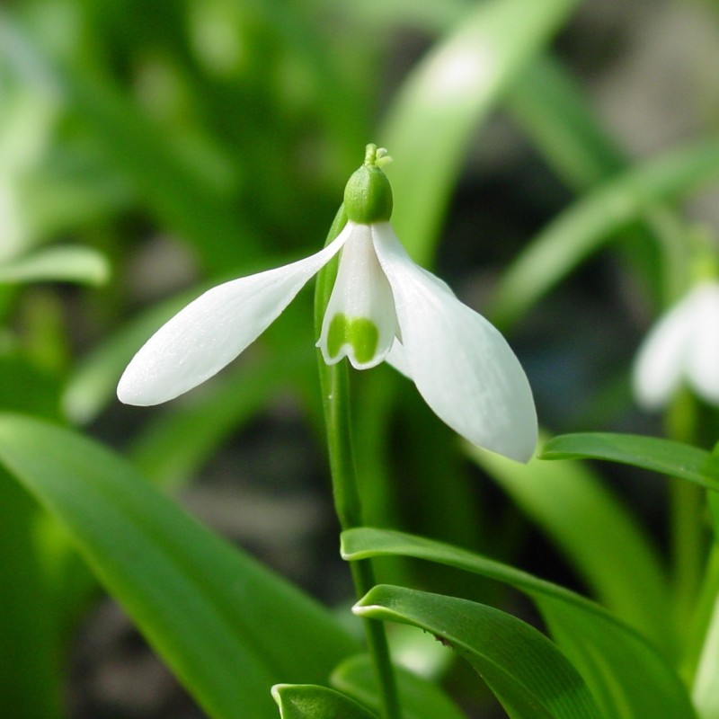 Galanthus woronowii Galanthus woronowii