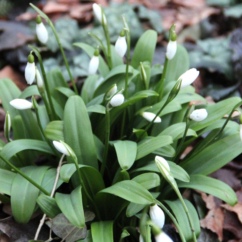 Galanthus woronowii Galanthus woronowii