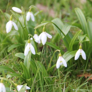 Galanthus woronowii Galanthus woronowii