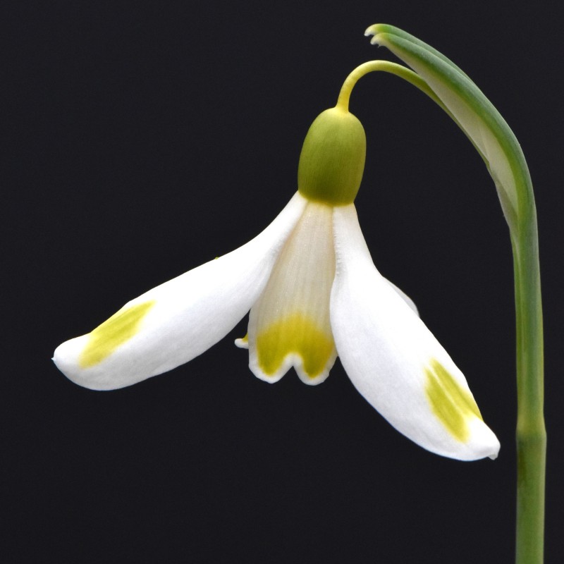 Galanthus 'Bitter Lemons'