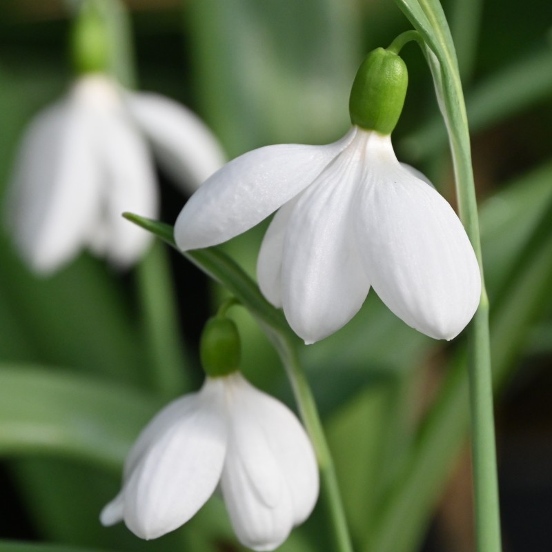 Galanthus 'E.A. Bowles'