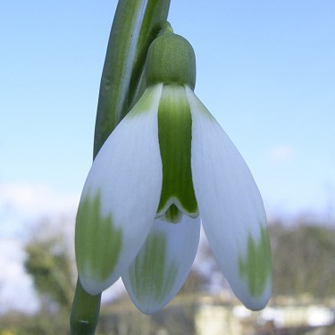 Galanthus 'Fieldgate Forte' Galanthus 'Fieldgate Forte'