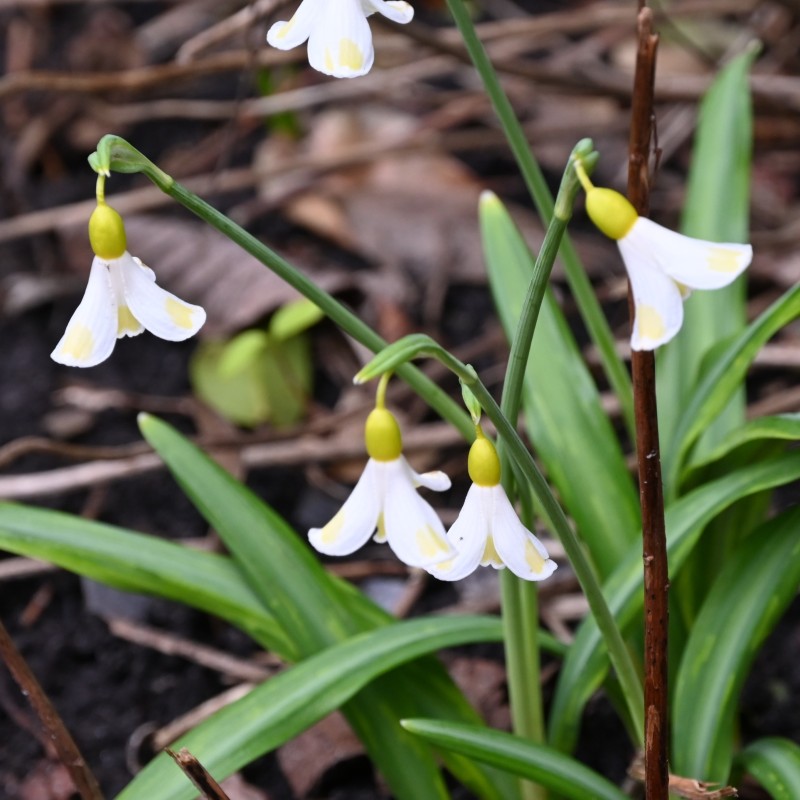 Galanthus 'Golden Fleece' Galanthus 'Golden Fleece'