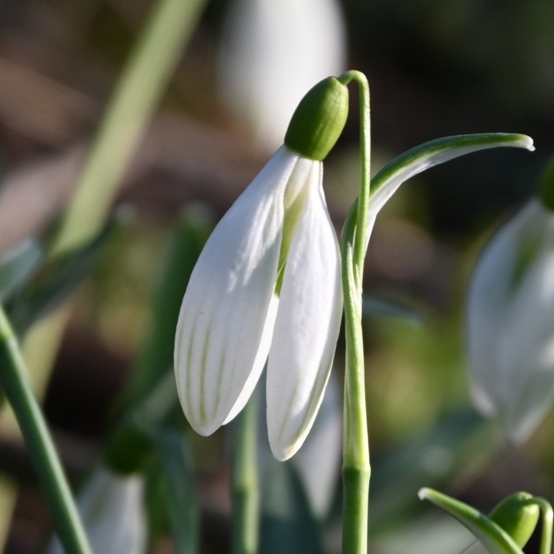 Galanthus 'Kildare' Galanthus 'Kildare'