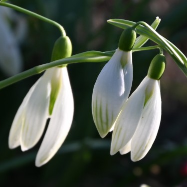 Galanthus 'Kildare' Galanthus 'Kildare'