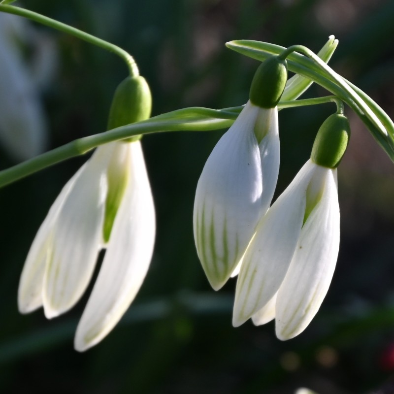 Galanthus 'Kildare' Galanthus 'Kildare'