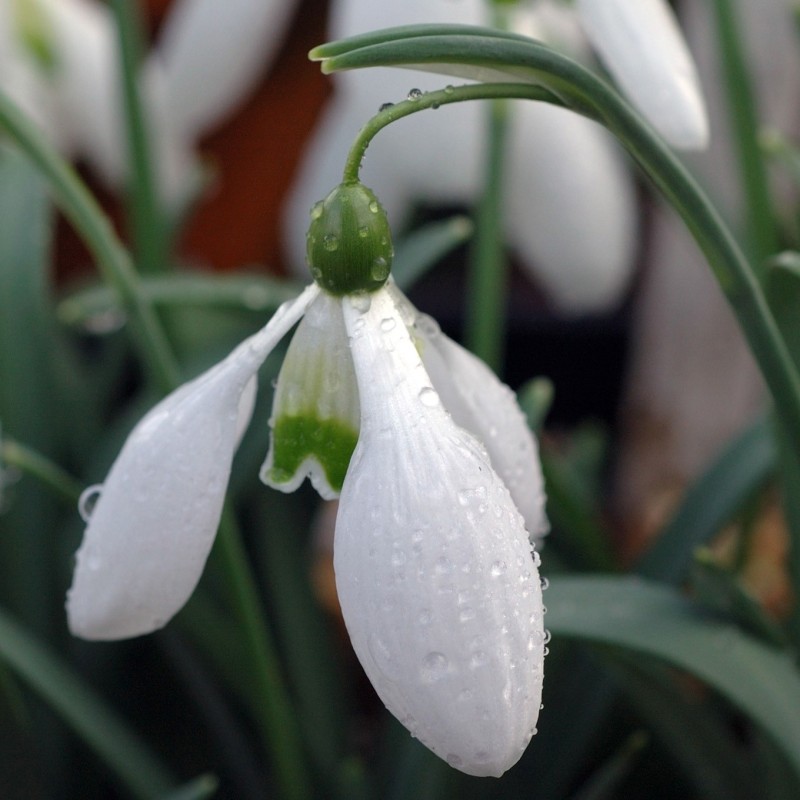 Galanthus 'Little Ben' Galanthus 'Little Ben'