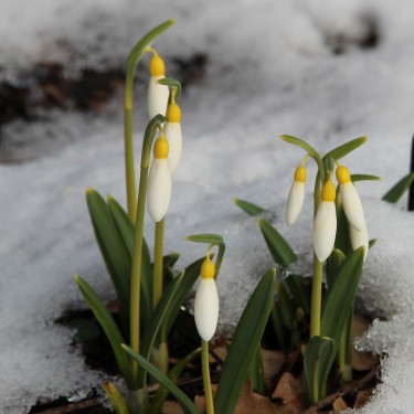 Galanthus 'Madelaine' Galanthus 'Madelaine'
