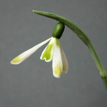 Galanthus 'Modern Art'