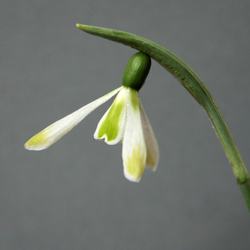 Galanthus 'Modern Art' Galanthus 'Modern Art'