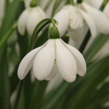 Galanthus 'Mrs Thompson'