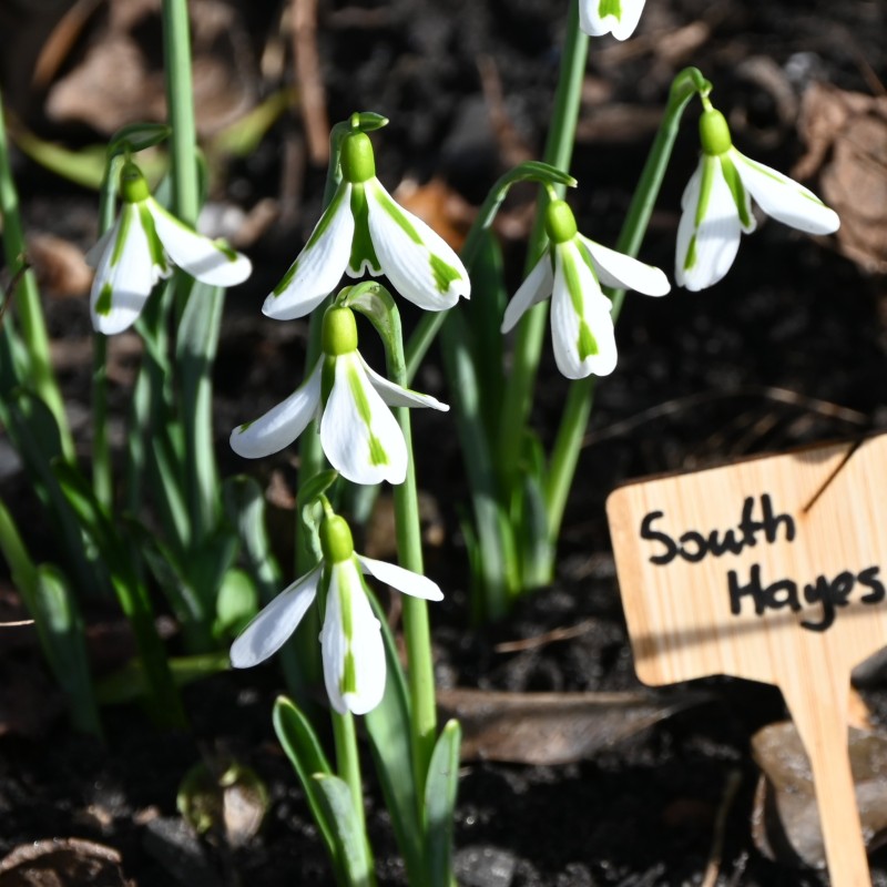 Galanthus 'South Hayes' Galanthus 'South Hayes'