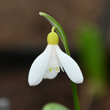 Galanthus woronowii 'Elizabeth Harrison' Galanthus woronowii 'Elizabeth Harrison'