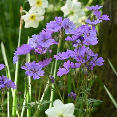 Geranium malviflorum