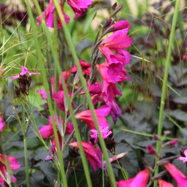 Gladiolus communis subsp. byzantinus Gladiolus communis subsp. byzantinus
