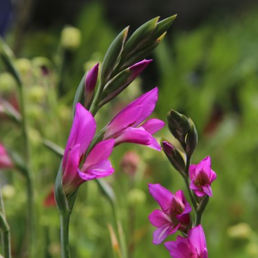 Gladiolus communis subsp. byzantinus Gladiolus communis subsp. byzantinus