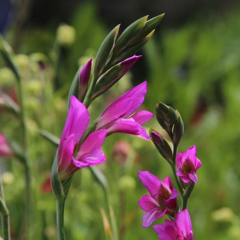 Gladiolus communis subsp. byzantinus Gladiolus communis subsp. byzantinus