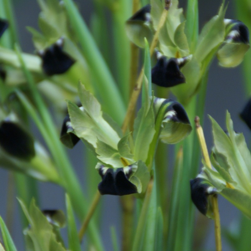 Hermodactylus tuberosa Hermodactylus tuberosa