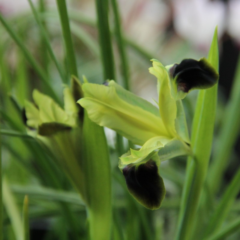 Hermodactylus tuberosa Hermodactylus tuberosa