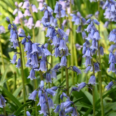 Hyacinthoides hispanica 'Excelsior' Hyacinthoides hispanica 'Excelsior'